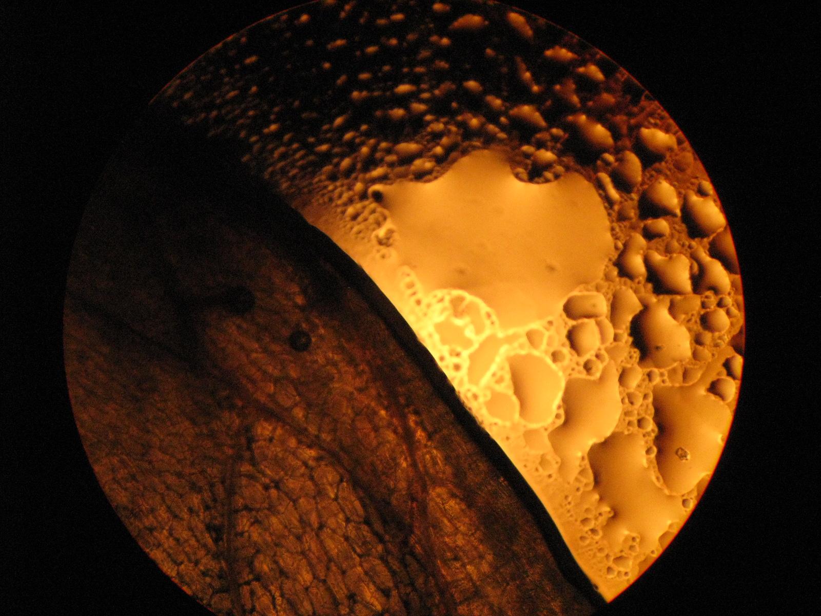 Diverse - img3136.JPG